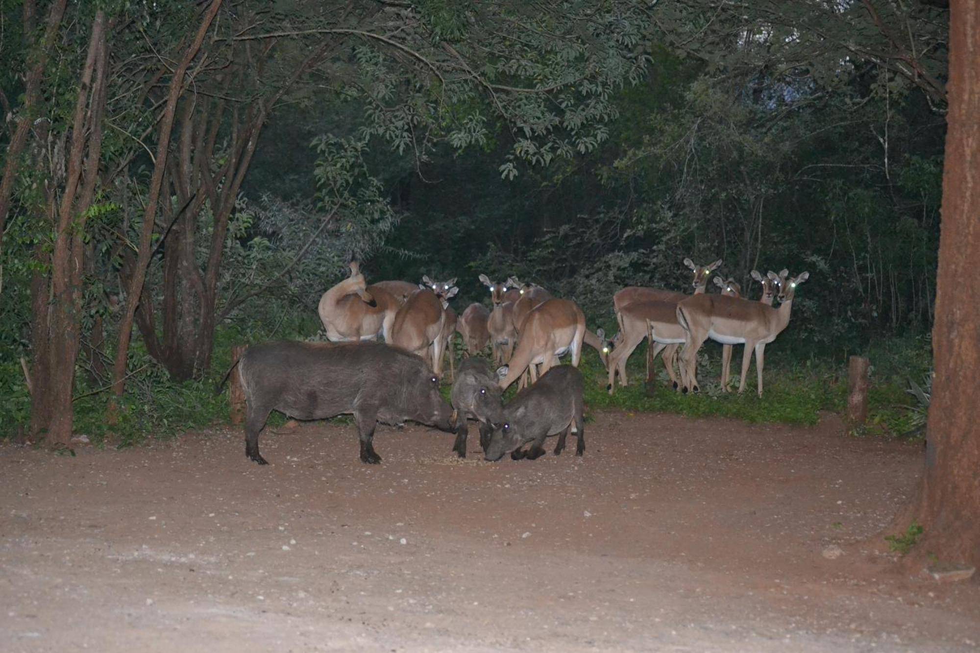 Kiburi Cottage @ Kruger مارلوث بارك المظهر الخارجي الصورة